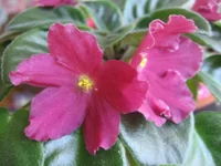 Lyon's Paprika_0969.webp