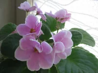 Pink Amiss _0970.webp