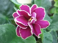 -Магия любви_0968.webp