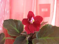 -Красный бархат_0974.webp