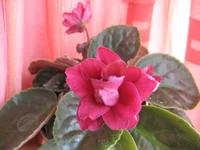 -Вишневая метель_0975.webp