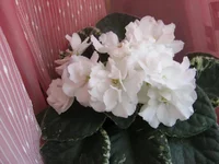 -Белые росы_0971.webp