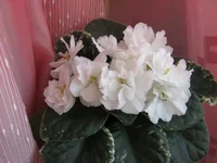 -Белые росы_0972.webp