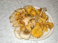 xDSC08148.webp