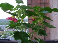 SAM_0769.webp