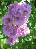 IMG_1183.webp