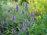 IMG_1293.webp