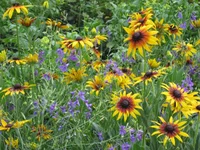 IMG_1337.webp