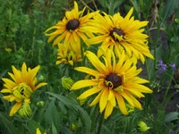 IMG_1340.webp