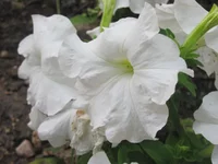 002.webp