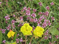 004.webp