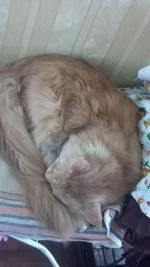 hd1eeh.webp