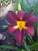 004 (3).webp