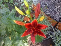 007 (4).webp