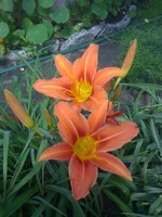 017 (3).webp