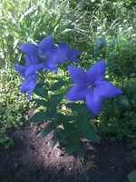 034 (2).webp
