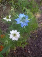 036 (2).webp
