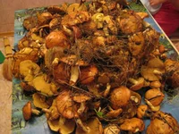 IMG_1880.webp