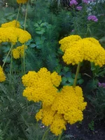 020 (2).webp