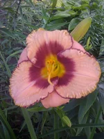 015 (3).webp