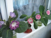 IMG_9559.webp