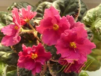 Kate's Rendezvous.webp