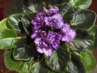 Midnight Twist2.webp