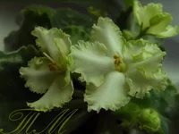 -Белые наливы.webp