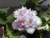  улыбка (Макуни).webp