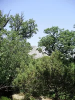 P7070184_1.webp