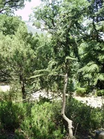P7070187_1.webp