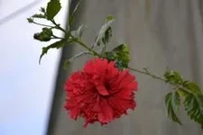 jjbb6e.webp