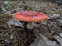DSCN6398.webp
