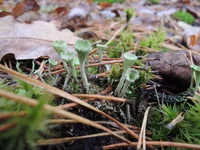 DSCN6405.webp