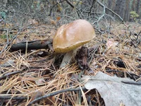 DSCN6410.webp