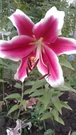 adg7fb.webp