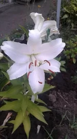 ee8hjd.webp