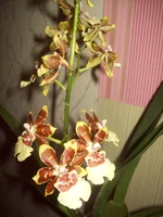100_0164.webp