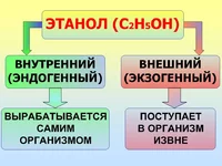 33 Этанол эндогенный и экзогенный.webp