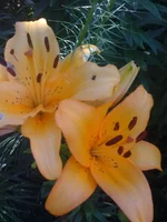 043 (2).webp