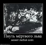  мертвого льва может любой осёл.webp