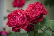 20110703_0115-27.webp