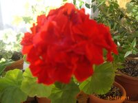 IMG_1185.jpg