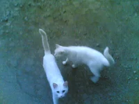 13062011(005).webp