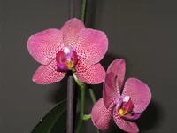 IMG_2422.webp