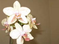 IMG_2426.webp
