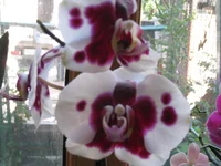 IMG_2427.webp