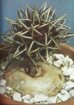 Brachystelma_barberiae.jpg