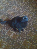 rex5.webp