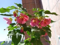 SAM_0786.webp
